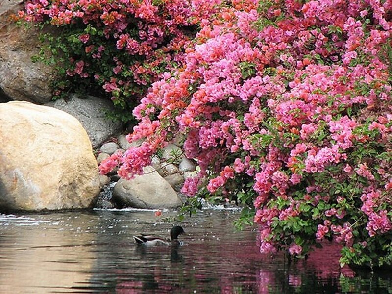 Duck under Flowering Bush