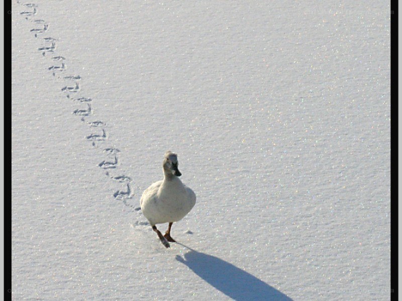 duck walking in snow