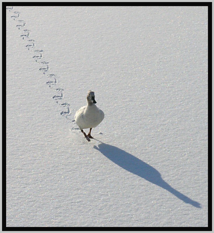 duck walking in snow