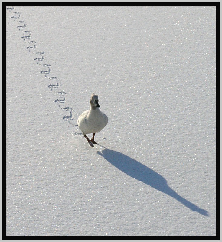 duck walking in snow
