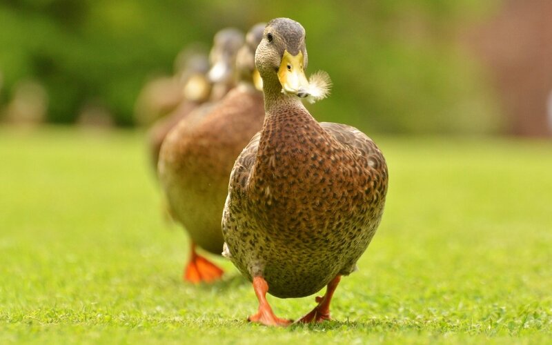Duck Walking on Grass