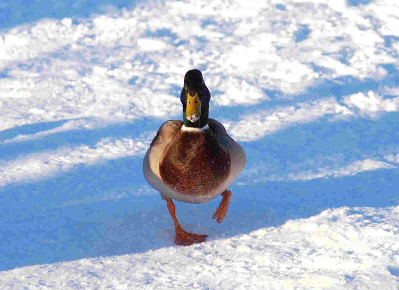 duck walking on snow