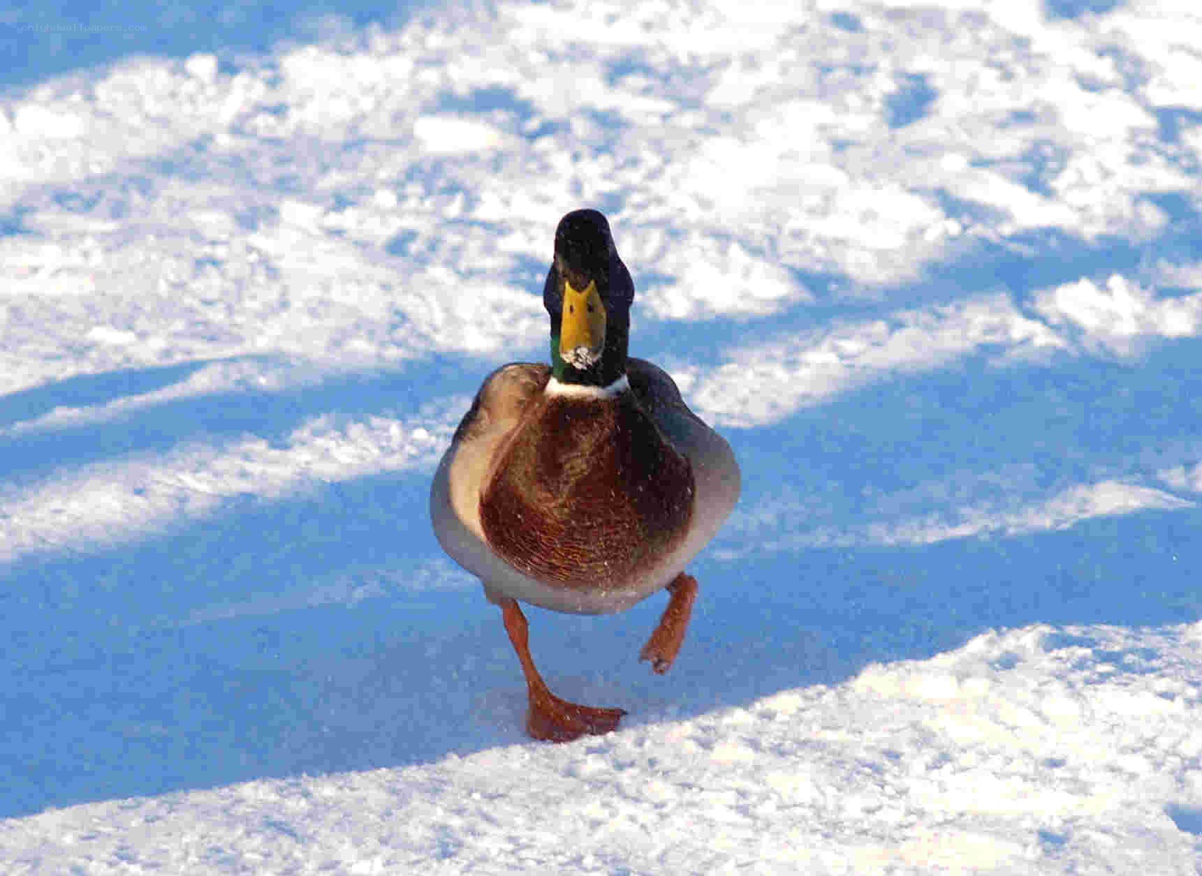 duck walking on snow