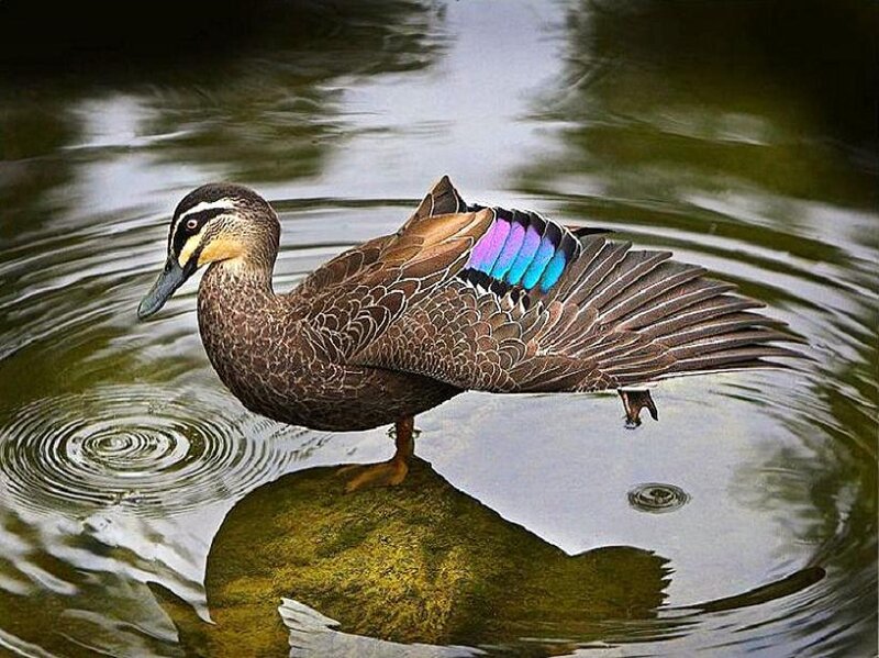 duck with colorful wing feathers