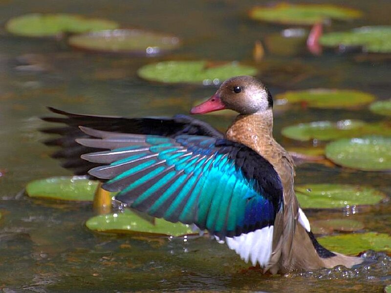 duck with colorful wings