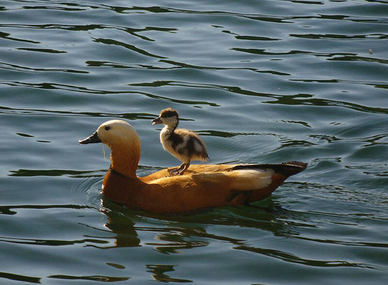 Duck with duckling on back