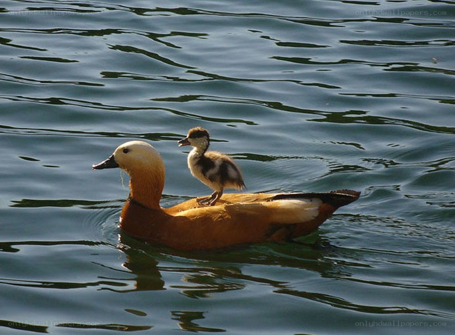 Duck with duckling on back
