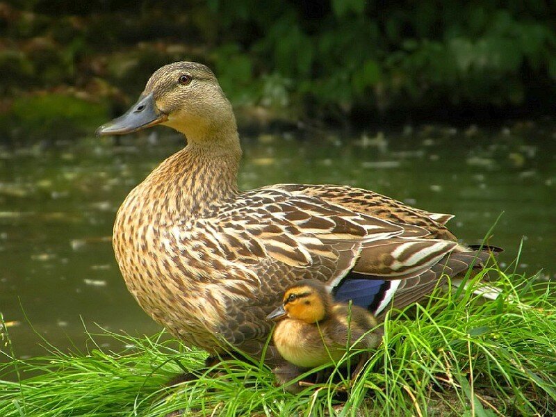 Duck with duckling on grass