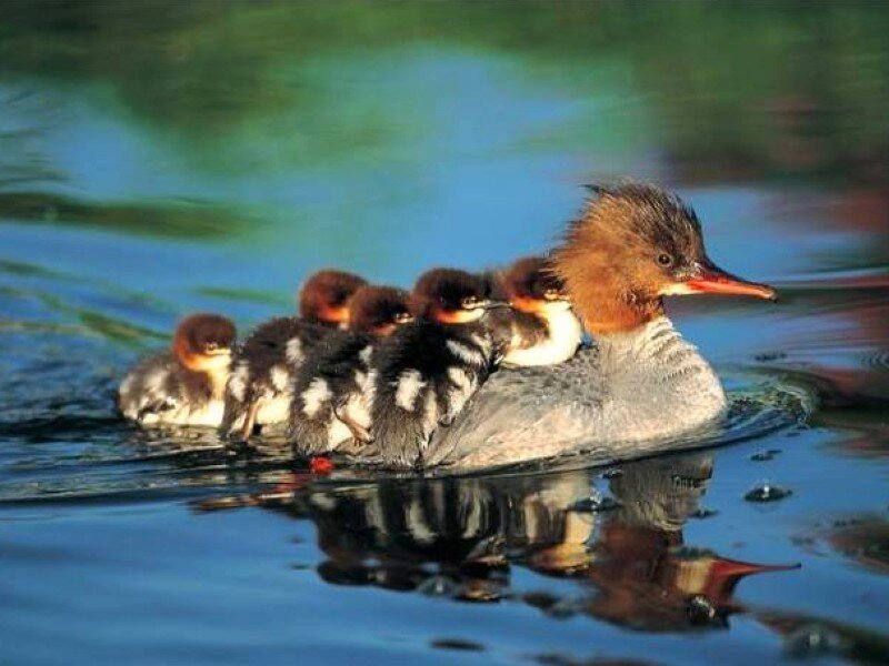 Duck with Ducklings — Blue, Serene, Morning, Photograph