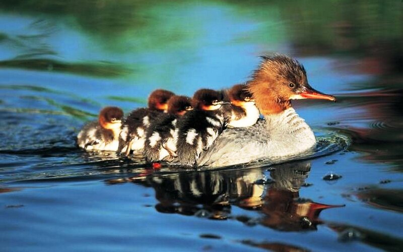Duck with Ducklings — Blue, Serene