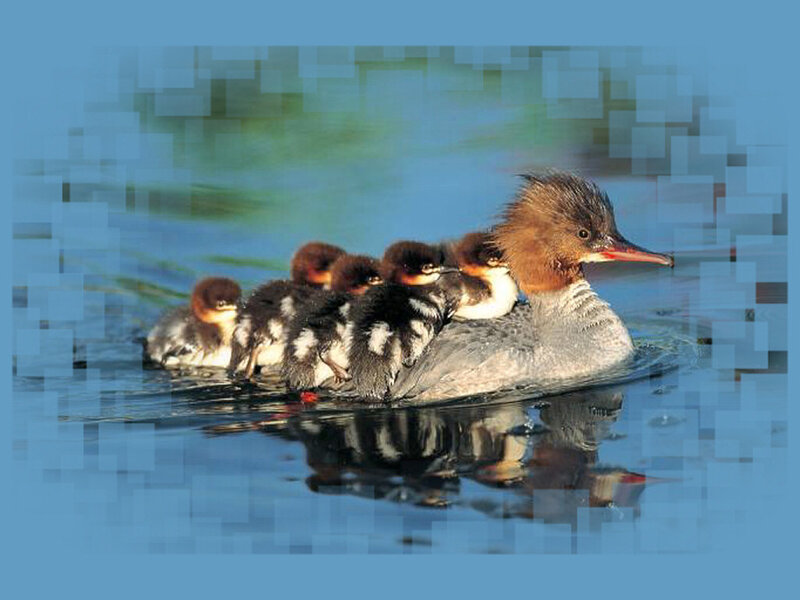 Duck with Ducklings — Blue