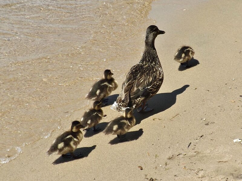 Duck with Ducklings — Brown, Calm, Afternoon, Photograph