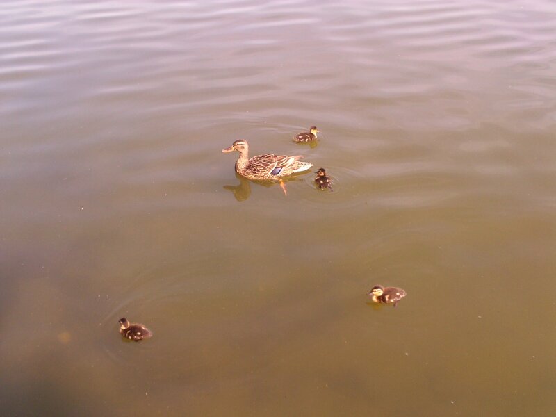 Duck with Ducklings — Brown, Calm, Afternoon