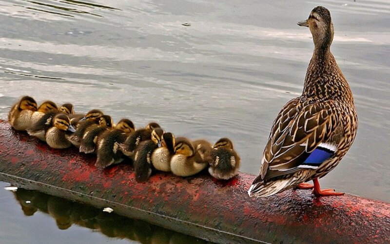Duck with Ducklings — Brown, Calm, Photograph