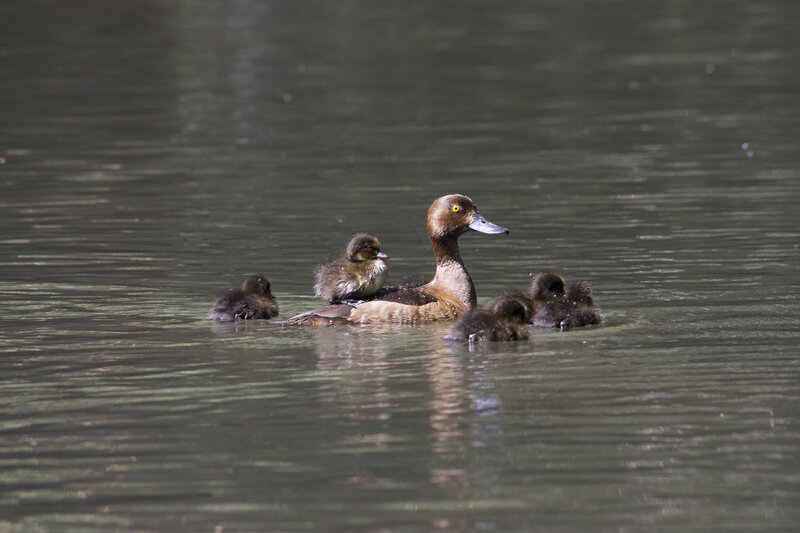 Duck with Ducklings — Brown, Calm