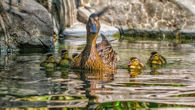 Duck with Ducklings — Brown, Serene, Afternoon, Photograph, Water, Rocks