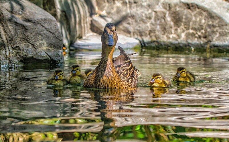 Duck with Ducklings — Brown, Serene, Afternoon, Photograph, Water, Rocks, Trees