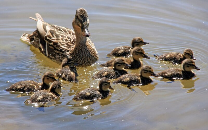 Duck with Ducklings — Brown, Serene, Afternoon, Photograph, Water, Sunlight, Blue