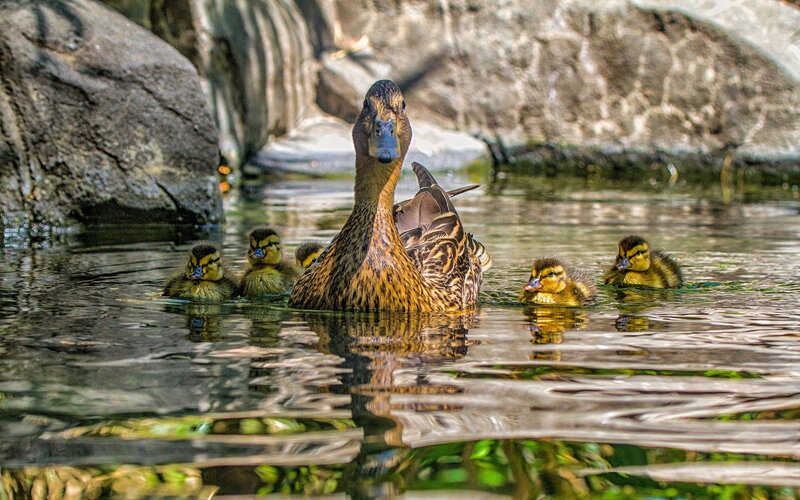 Duck with Ducklings — Brown, Serene, Afternoon, Photograph, Water