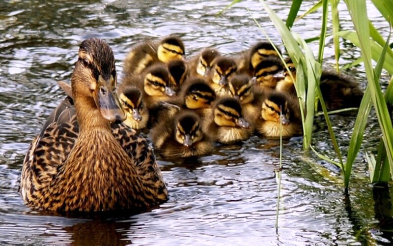 Duck with Ducklings — Brown, Serene, Afternoon