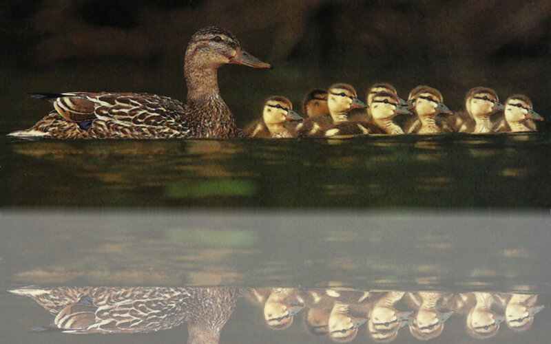 Duck with Ducklings — Brown, Serene, Photograph