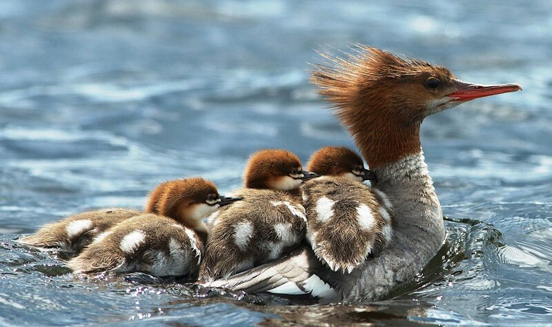Duck with Ducklings — Brown, Serene, Photograph, Water