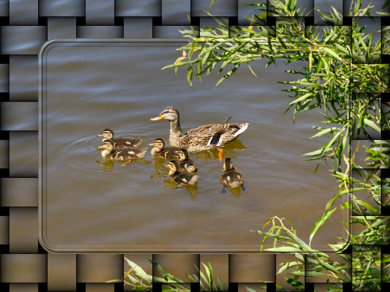 Duck with Ducklings — Brown, Serene