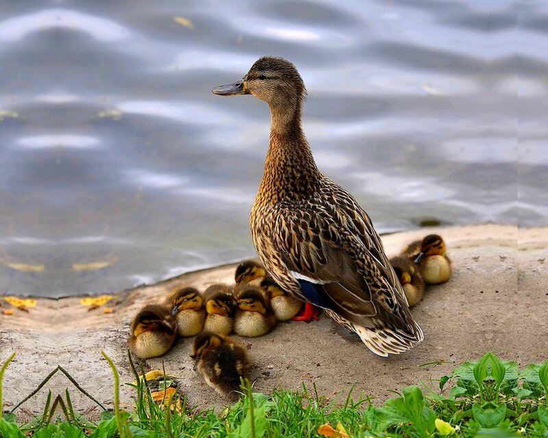 Duck with Ducklings — Brown