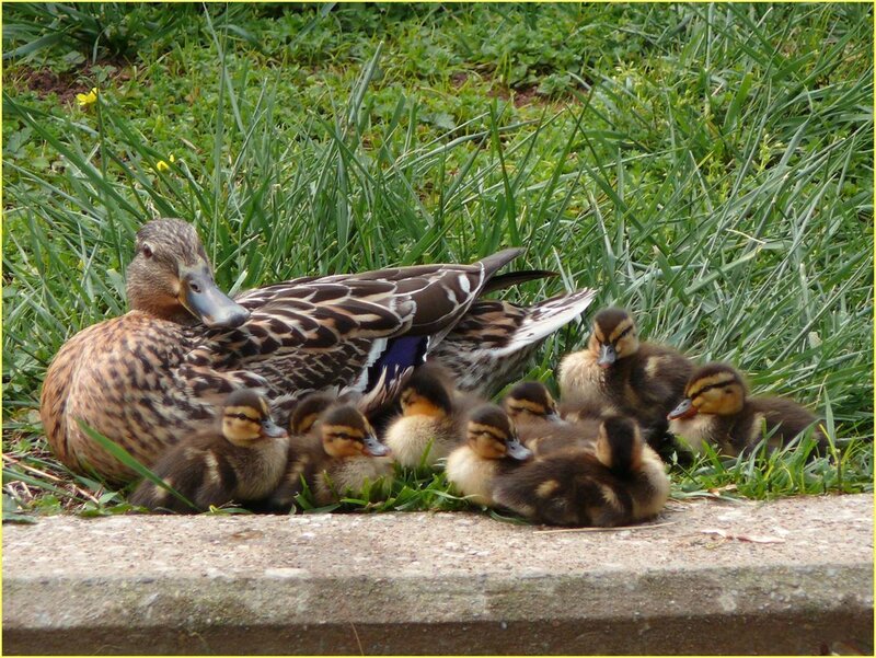 Duck with Ducklings — Green, Calm, Afternoon, Photograph