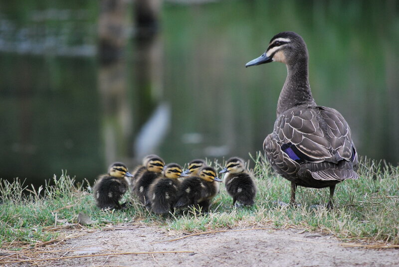 Duck with Ducklings — Green, Calm, Afternoon
