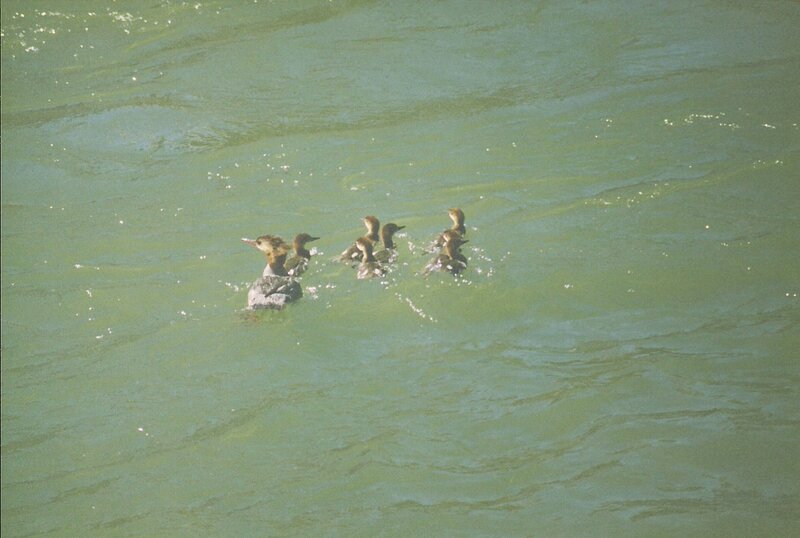 Duck with Ducklings — Green, Calm, Photograph