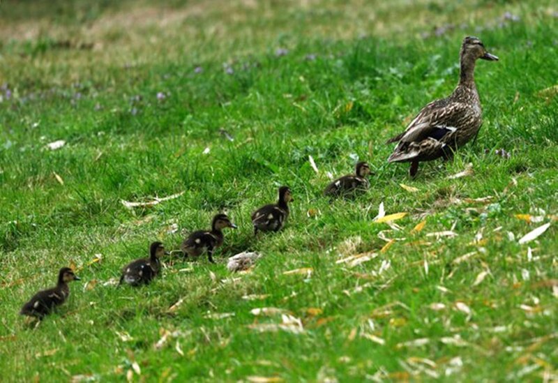 Duck with Ducklings — Green, Calm, Spring