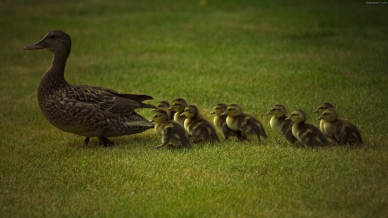 Duck with Ducklings — Green, Calm