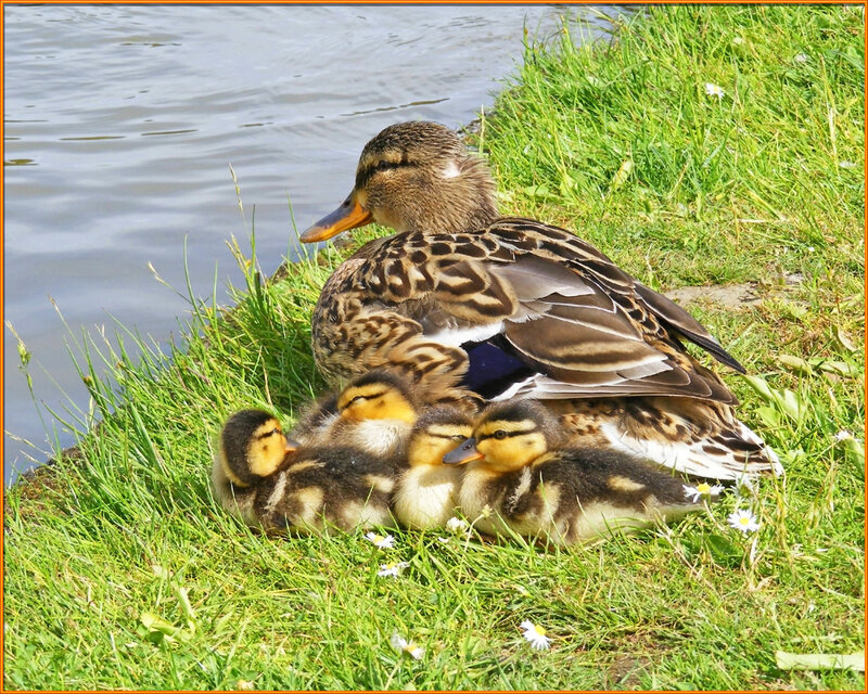 Duck with Ducklings — Green, Peaceful