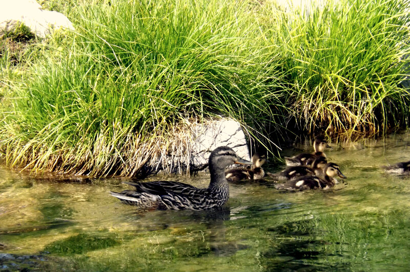 Duck with Ducklings — Green, Serene, Afternoon, Photograph, Grass, Water