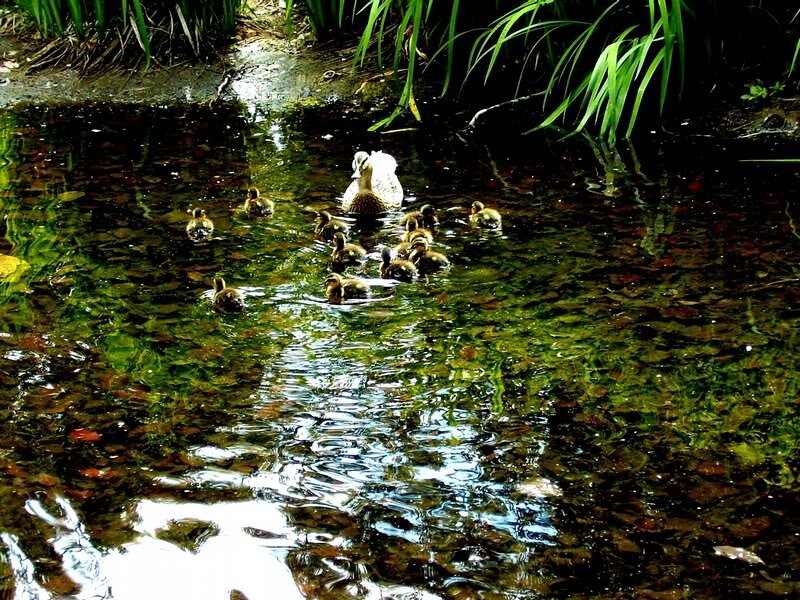 Duck with Ducklings — Green, Serene, Afternoon, Photograph, Pond