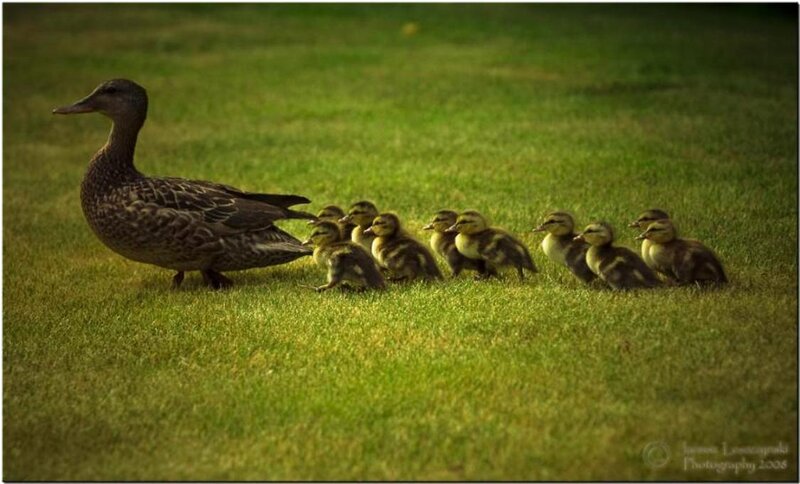 Duck with Ducklings — Green, Serene, Afternoon