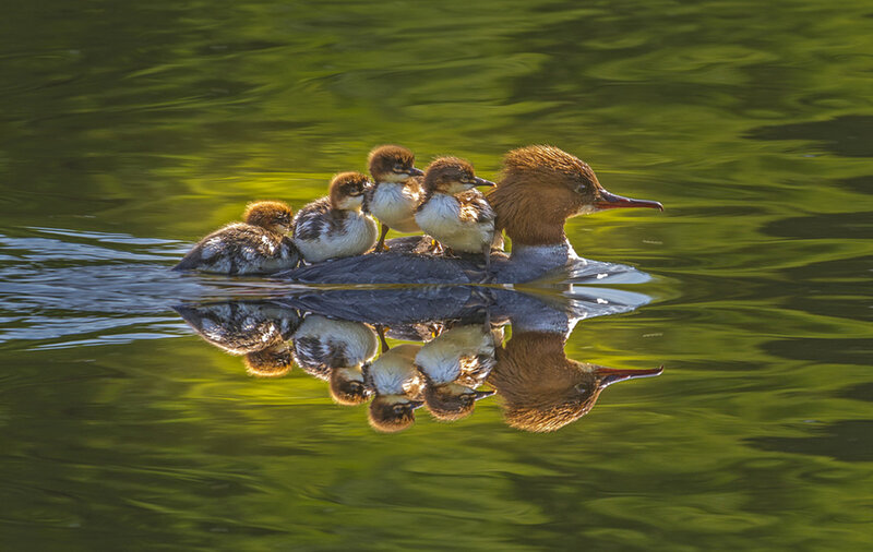 Duck with Ducklings — Green, Serene, Morning