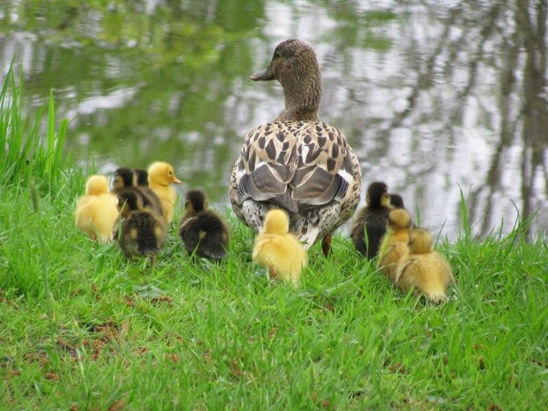 Duck with Ducklings — Green, Serene, Spring