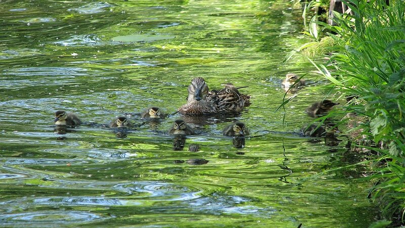 Duck with Ducklings — Green, Serene