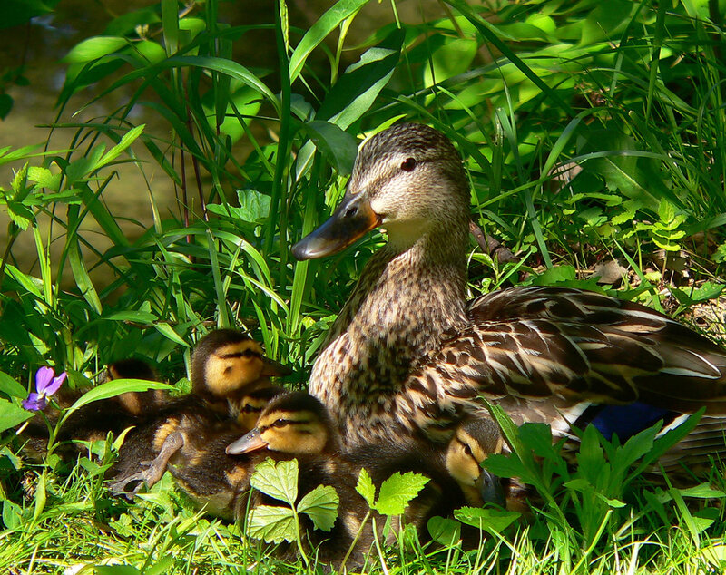 Duck with Ducklings — Green