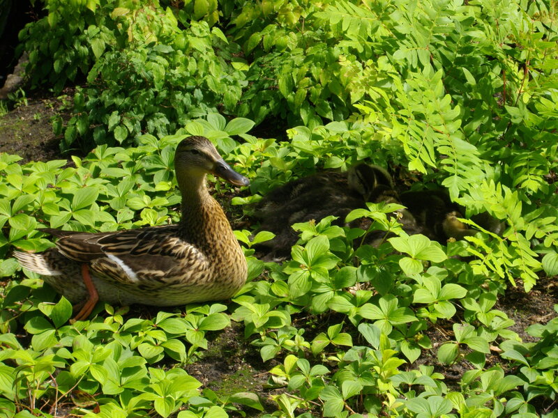 Duck with ducklings in foliage