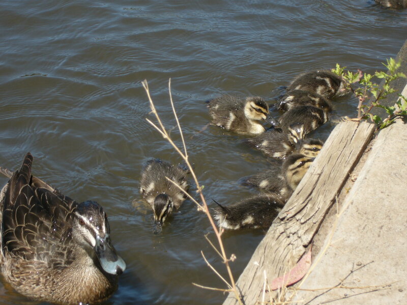 Duck with ducklings in water