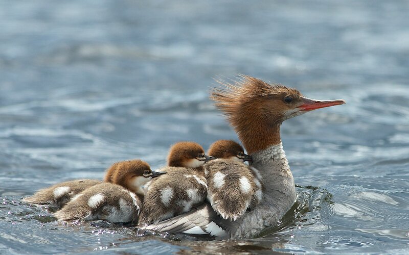 Duck with ducklings on back