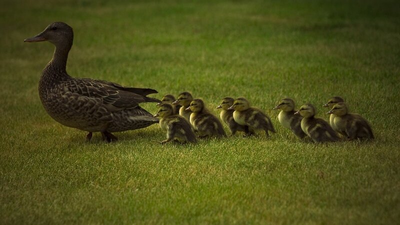 Duck with ducklings on grass