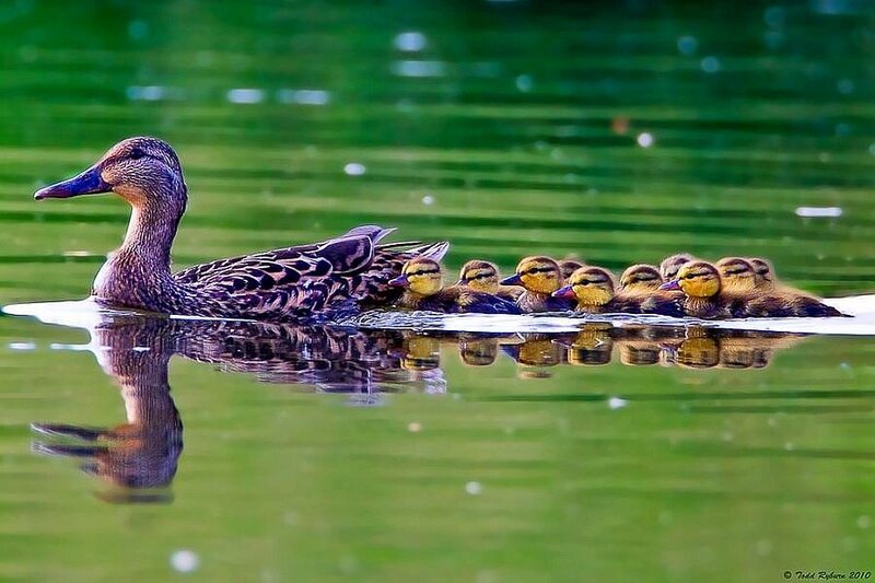 Duck with ducklings on water