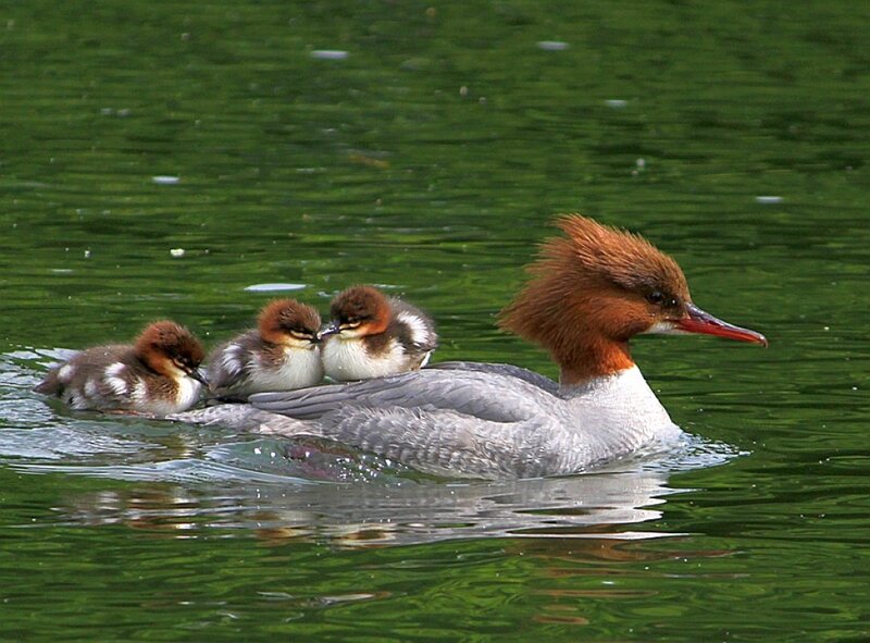 Duck with ducklings on water