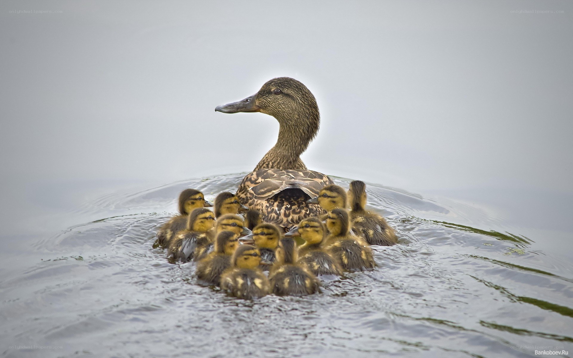 Duck with ducklings on water