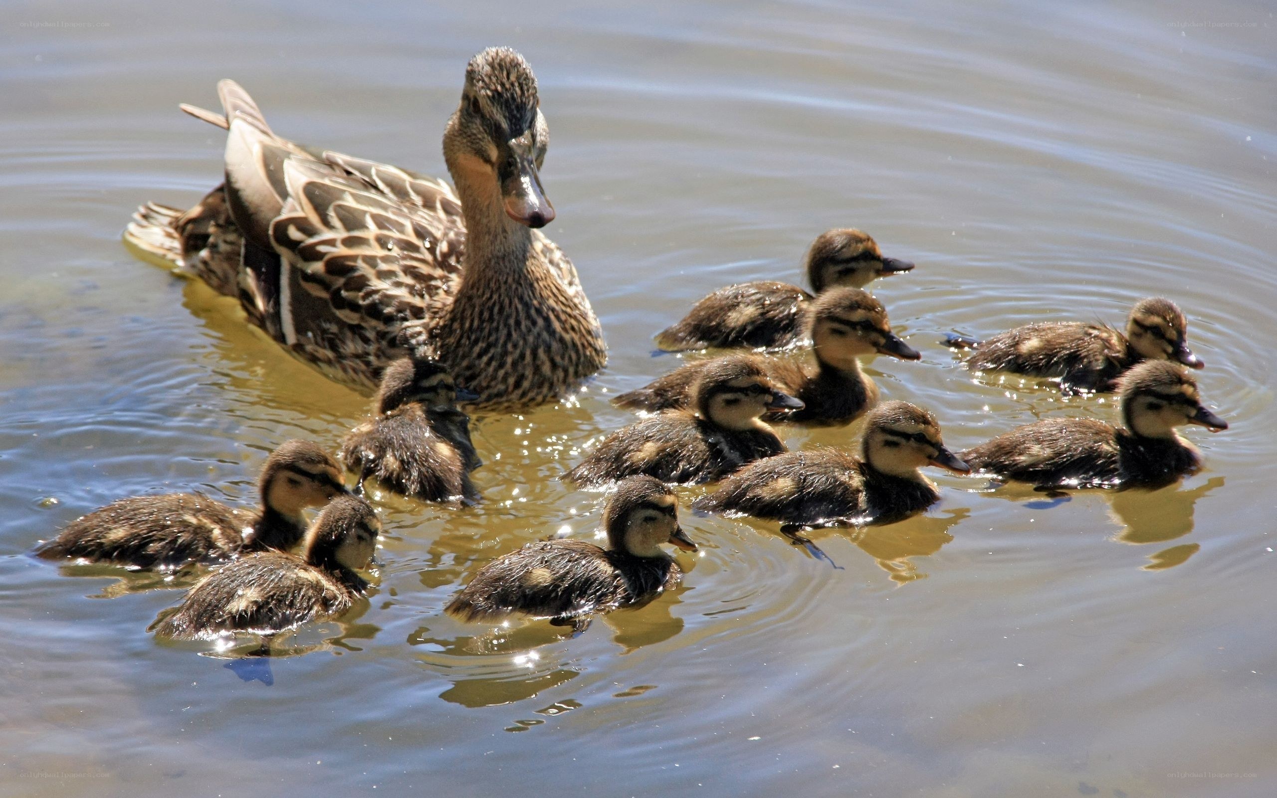 Duck with ducklings swimming