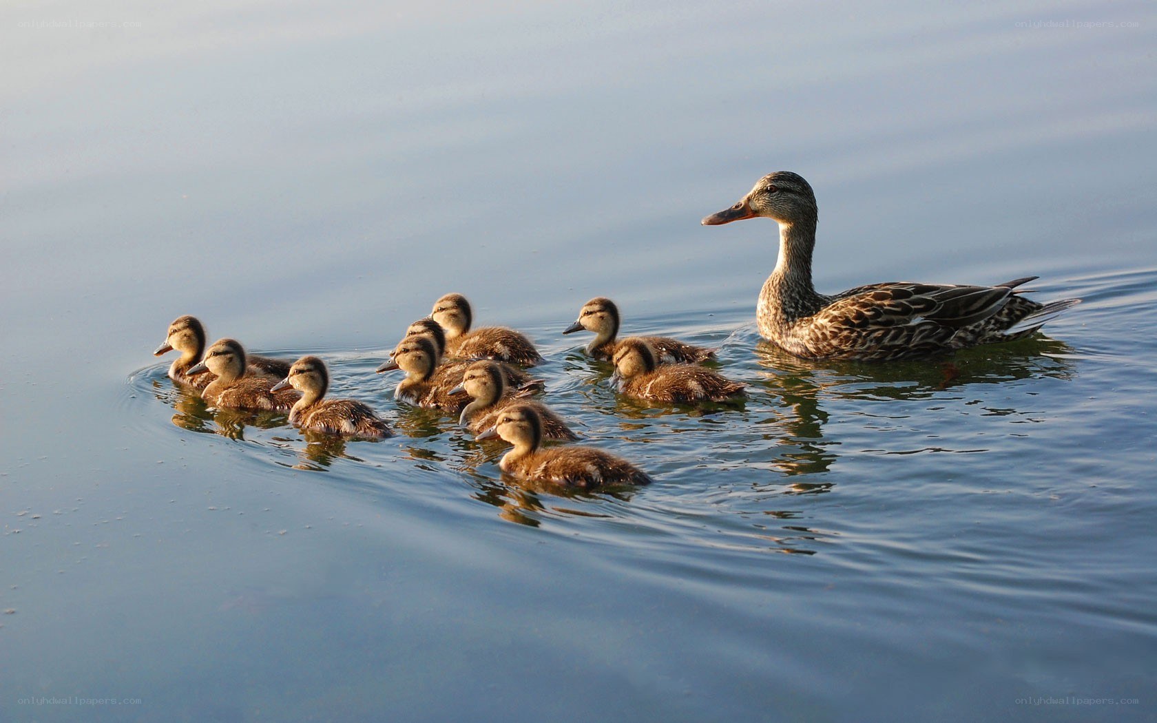 Duck with ducklings swimming